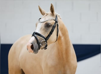 Deutsches Reitpony, Stute, 3 Jahre, 142 cm, Palomino