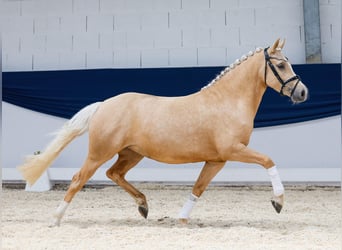 Deutsches Reitpony, Stute, 3 Jahre, 142 cm, Palomino