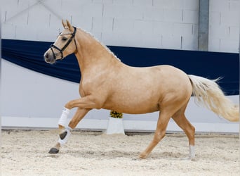 Deutsches Reitpony, Stute, 3 Jahre, 142 cm, Palomino