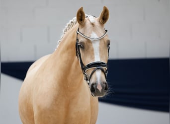 Deutsches Reitpony, Stute, 3 Jahre, 142 cm, Palomino