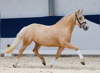 Deutsches Reitpony, Stute, 3 Jahre, 142 cm, Palomino