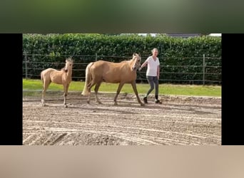 Deutsches Reitpony, Stute, 3 Jahre, 143 cm
