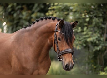 Deutsches Reitpony, Stute, 3 Jahre, 143 cm, Dunkelbrauner