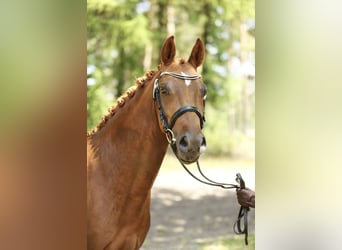 Deutsches Reitpony, Stute, 3 Jahre, 143 cm, Dunkelfuchs