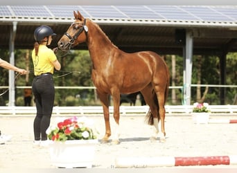Deutsches Reitpony, Stute, 3 Jahre, 143 cm, Dunkelfuchs