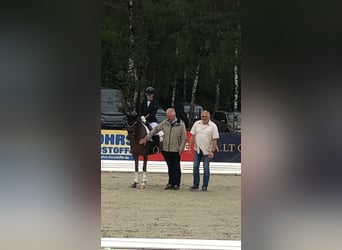 Deutsches Reitpony, Stute, 3 Jahre, 143 cm, Dunkelfuchs