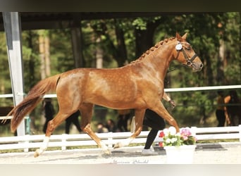 Deutsches Reitpony, Stute, 3 Jahre, 143 cm, Dunkelfuchs