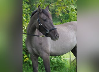 Deutsches Reitpony, Stute, 3 Jahre, 143 cm, Falbe