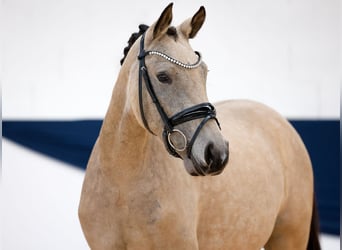 Deutsches Reitpony, Stute, 3 Jahre, 143 cm, Falbe