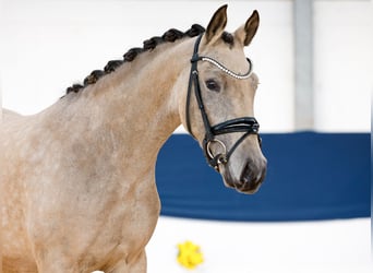 Deutsches Reitpony, Stute, 3 Jahre, 143 cm, Falbe