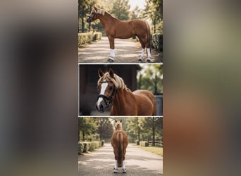 Deutsches Reitpony, Stute, 3 Jahre, 143 cm, Fuchs