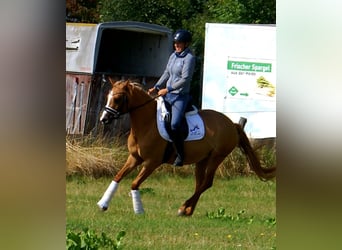 Deutsches Reitpony, Stute, 3 Jahre, 143 cm, Fuchs