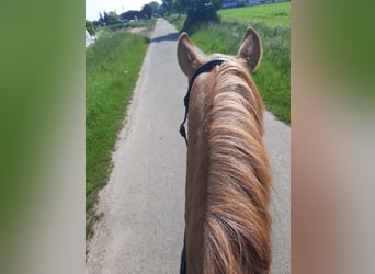 Deutsches Reitpony, Stute, 3 Jahre, 143 cm, Fuchs