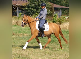 Deutsches Reitpony, Stute, 3 Jahre, 143 cm, Fuchs