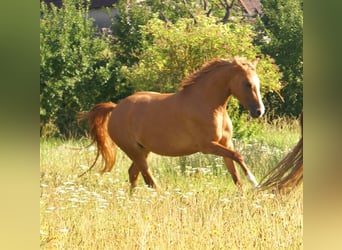 Deutsches Reitpony, Stute, 3 Jahre, 143 cm, Fuchs