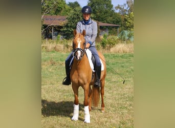 Deutsches Reitpony, Stute, 3 Jahre, 143 cm, Fuchs