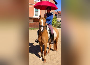 Deutsches Reitpony, Stute, 3 Jahre, 143 cm, Fuchs