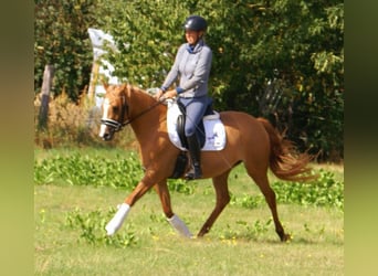 Deutsches Reitpony, Stute, 3 Jahre, 143 cm, Fuchs