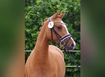 Deutsches Reitpony, Stute, 3 Jahre, 143 cm, Fuchs