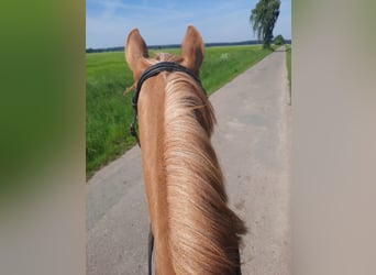 Deutsches Reitpony, Stute, 3 Jahre, 143 cm, Fuchs