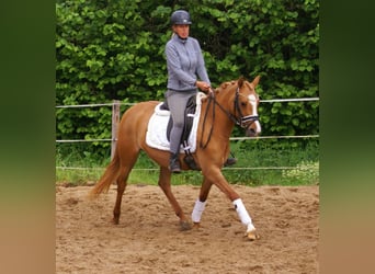 Deutsches Reitpony, Stute, 3 Jahre, 143 cm, Fuchs