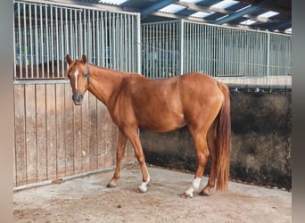 Deutsches Reitpony, Stute, 3 Jahre, 143 cm, Fuchs