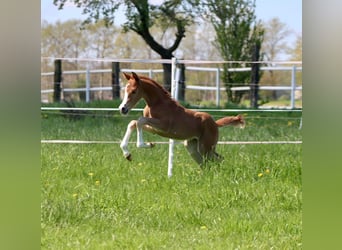 Deutsches Reitpony, Stute, 3 Jahre, 143 cm, Fuchs