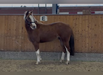 Deutsches Reitpony, Stute, 3 Jahre, 143 cm, Fuchs