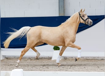 Deutsches Reitpony, Stute, 3 Jahre, 143 cm, Palomino