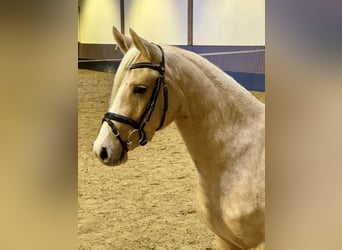 Deutsches Reitpony, Stute, 3 Jahre, 143 cm, Palomino