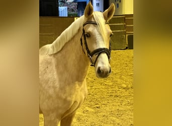 Deutsches Reitpony, Stute, 3 Jahre, 143 cm, Palomino