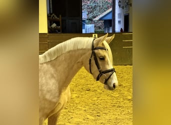 Deutsches Reitpony, Stute, 3 Jahre, 143 cm, Palomino