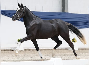 Deutsches Reitpony, Stute, 3 Jahre, 143 cm, Rappe
