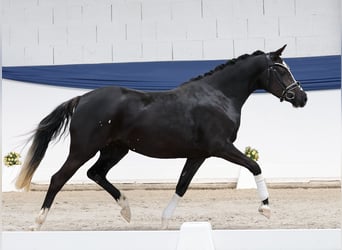 Deutsches Reitpony, Stute, 3 Jahre, 143 cm, Rappe
