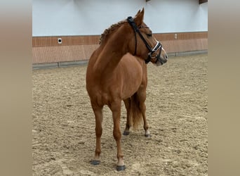 Deutsches Reitpony, Stute, 3 Jahre, 143 cm, Red Dun