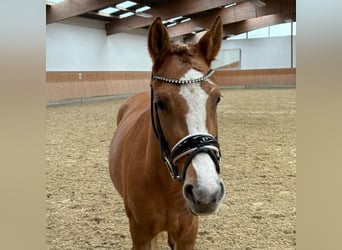 Deutsches Reitpony, Stute, 3 Jahre, 143 cm, Red Dun