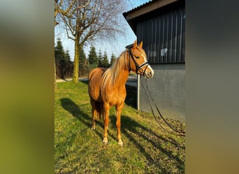 Deutsches Reitpony, Stute, 3 Jahre, 143 cm, Red Dun