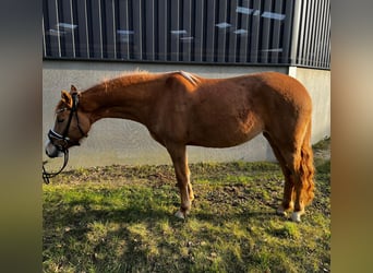 Deutsches Reitpony, Stute, 3 Jahre, 143 cm, Red Dun