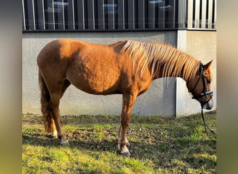 Deutsches Reitpony, Stute, 3 Jahre, 143 cm, Red Dun
