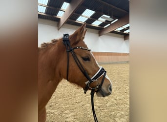 Deutsches Reitpony, Stute, 3 Jahre, 143 cm, Red Dun