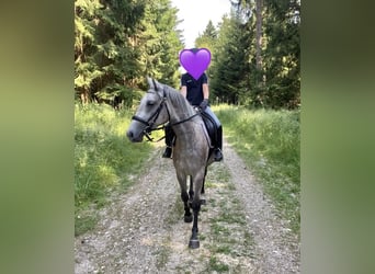 Deutsches Reitpony Mix, Stute, 3 Jahre, 143 cm, Schimmel