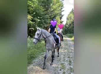 Deutsches Reitpony Mix, Stute, 3 Jahre, 143 cm, Schimmel