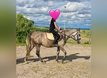 Deutsches Reitpony Mix, Stute, 3 Jahre, 143 cm, Schimmel