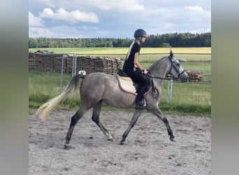 Deutsches Reitpony Mix, Stute, 3 Jahre, 143 cm, Schimmel
