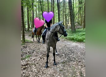 Deutsches Reitpony Mix, Stute, 3 Jahre, 143 cm, Schimmel