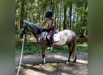 Deutsches Reitpony Mix, Stute, 3 Jahre, 143 cm, Schimmel