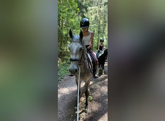 Deutsches Reitpony Mix, Stute, 3 Jahre, 143 cm, Schimmel