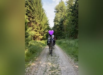 Deutsches Reitpony Mix, Stute, 3 Jahre, 143 cm, Schimmel