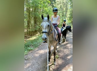 Deutsches Reitpony Mix, Stute, 3 Jahre, 143 cm, Schimmel