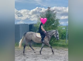 Deutsches Reitpony Mix, Stute, 3 Jahre, 143 cm, Schimmel